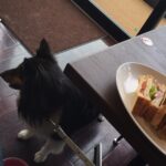 プレマシーわんこ旅・愛犬と出会ってからの車旅