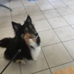 わんこと一緒にお散歩やお出かけ、時々動画編集♪