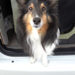 【車中泊】お台場お散歩の後はSAのドッグランでゴー(帰宅編)